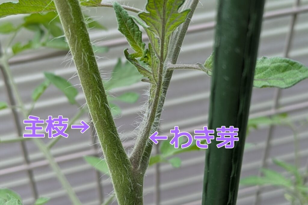 トマトのわき芽