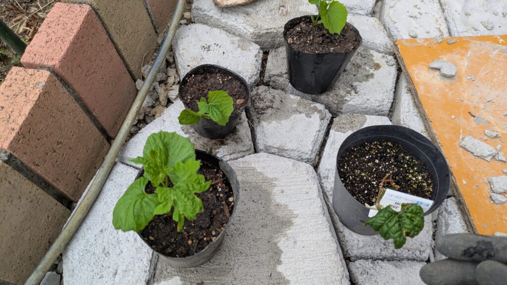 こぼれ種から自然に育っていたゴーヤをポットの植え替えた