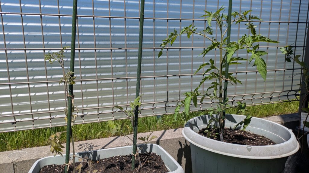 種まき用土+ポットで育てたトマトより、家庭菜園用の土+プランターで育てトマトの方が立派に育っている様子