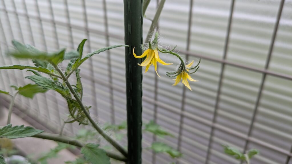 トマトの花が咲いた様子