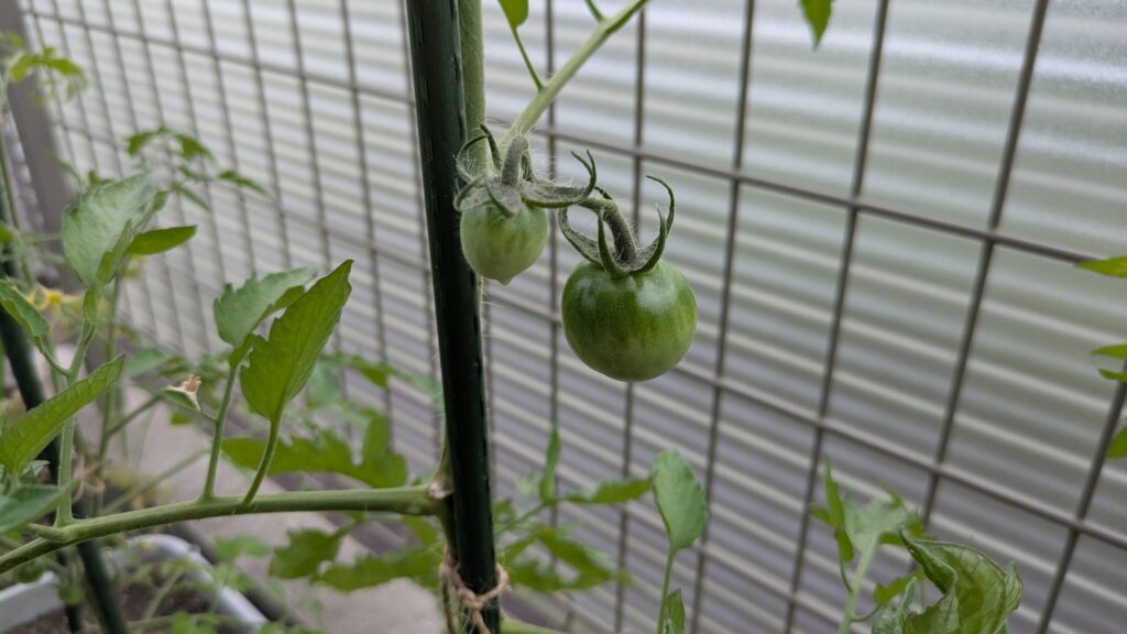 先輩のトマトが大きくなった