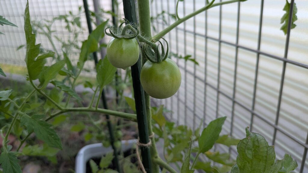 大きくなったトマト