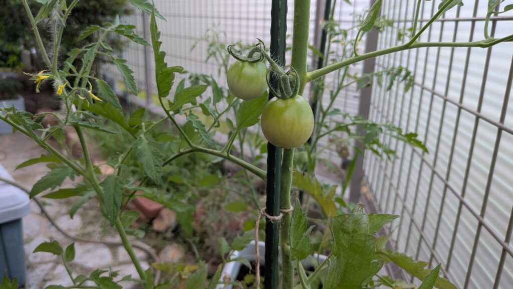 なんとなく黄色くなってきたトマト