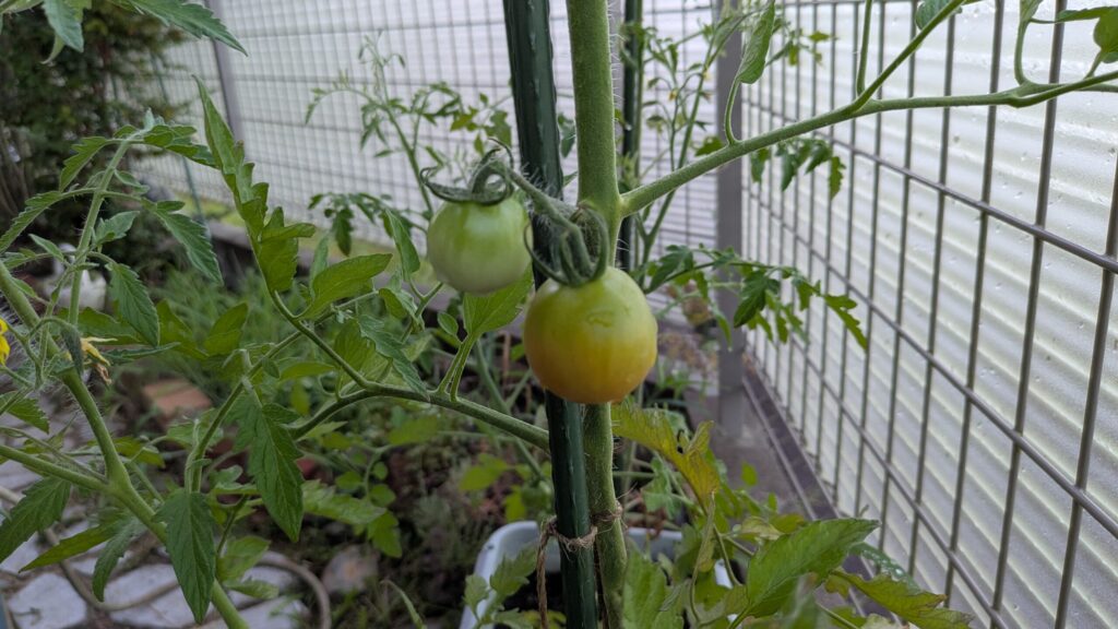 うっすら赤くなってきたトマト