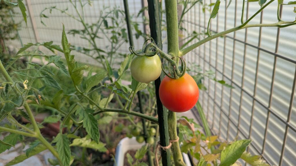 赤くなったトマト