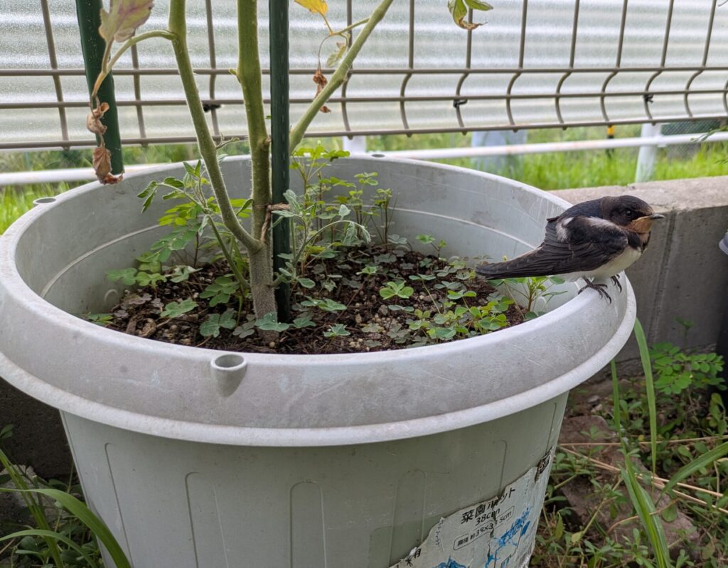 トマトのプランターに鳥がとまっている