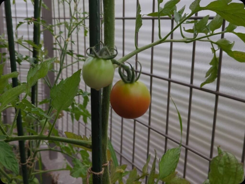 だんだんと赤く染まるトマト