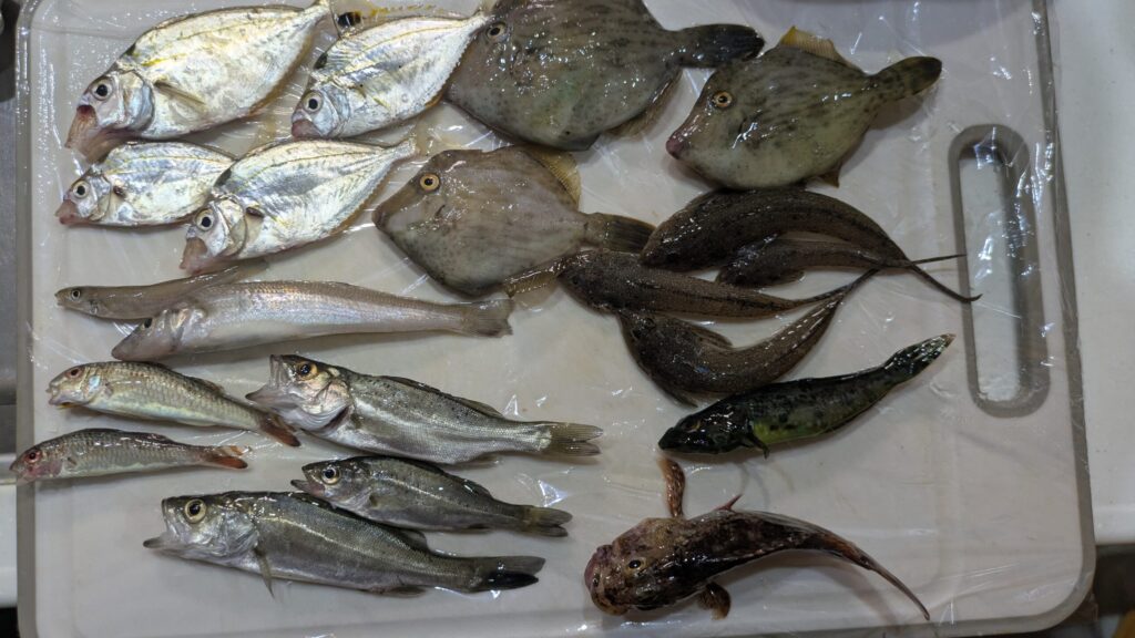 持ち帰った20匹の魚